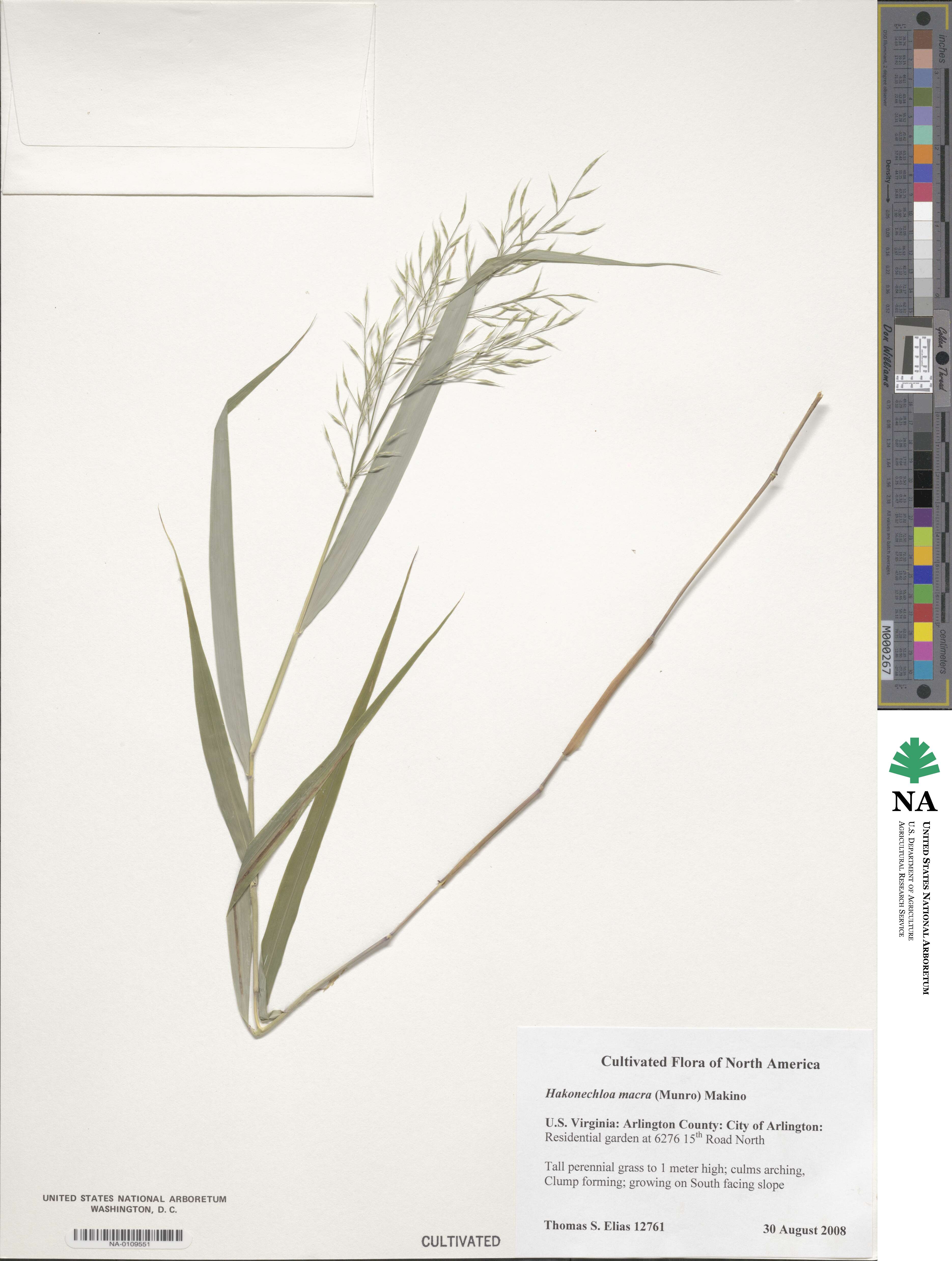 Hakonechloa macra image