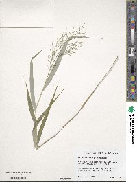 Hakonechloa macra image