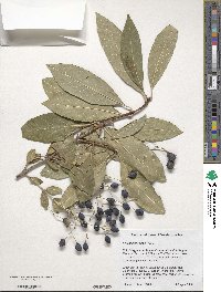 Chionanthus virginicus image