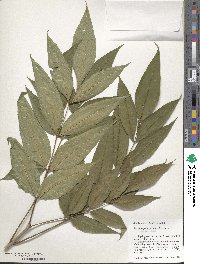 Fraxinus pennsylvanica var. pennsylvanica image