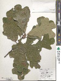 Quercus stellata image