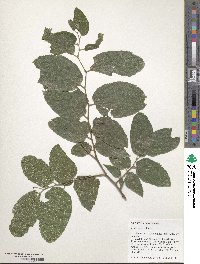 Celtis occidentalis image