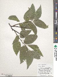 Celtis laevigata image