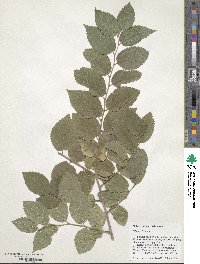 Ulmus pumila image