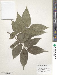 Ulmus rubra image