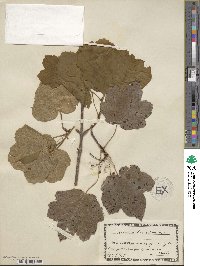 Acer obtusatum image