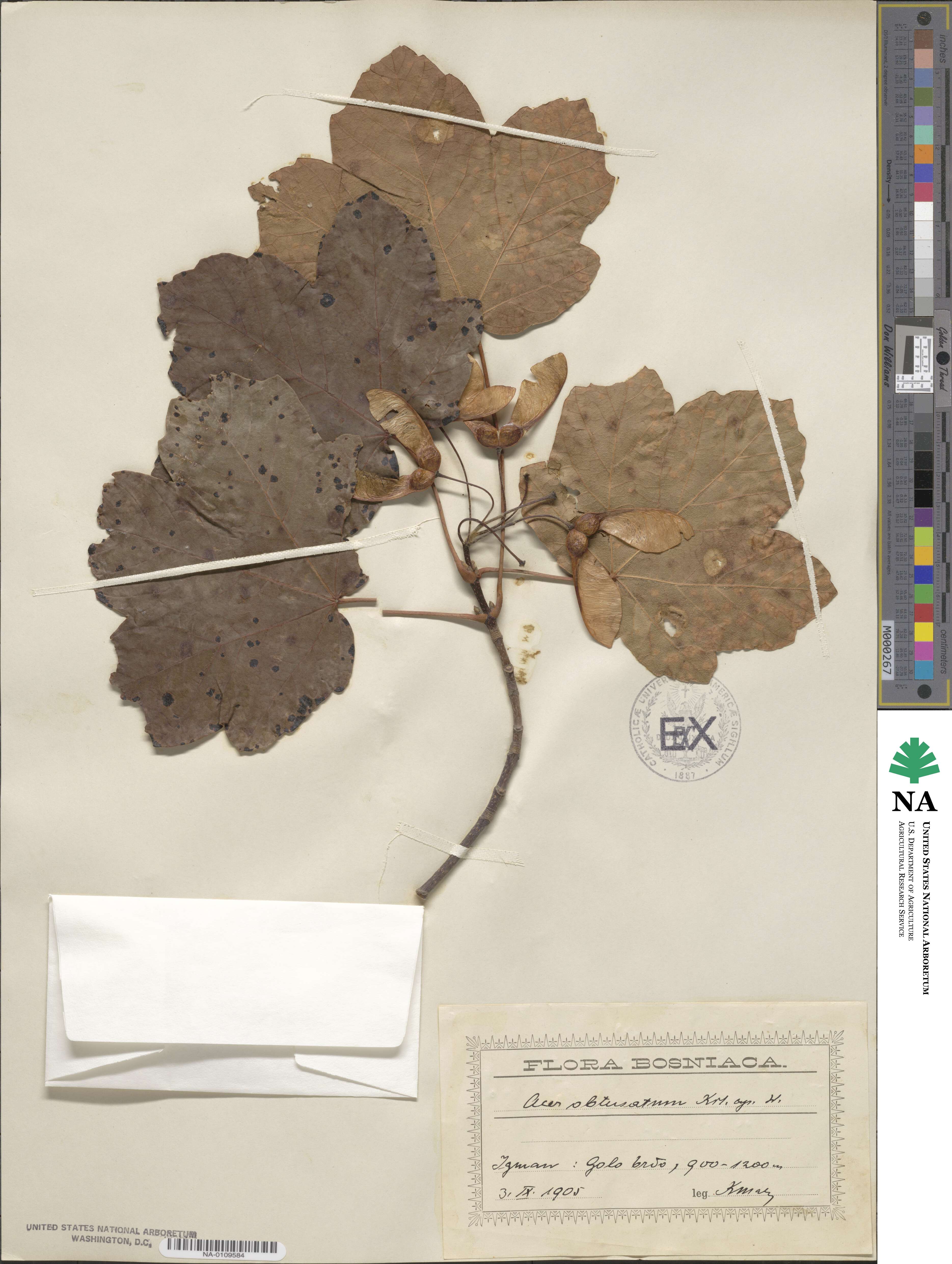 Acer obtusatum image