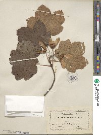 Acer opalus subsp. obtusatum image