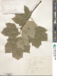 Acer opalus subsp. obtusatum image