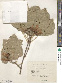 Acer obtusatum image