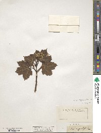 Acer opalus image