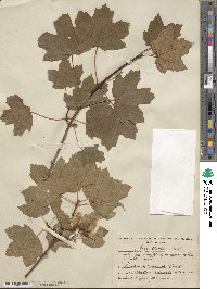 Acer opalus image