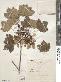 Acer opalus image