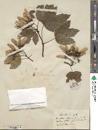 Acer negundo var. californicum image