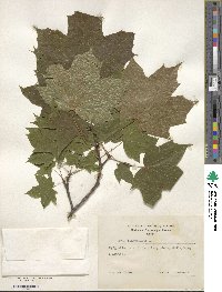 Acer platanoides image