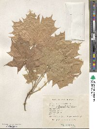 Acer platanoides image