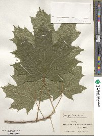 Acer platanoides image