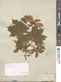 Acer platanoides image