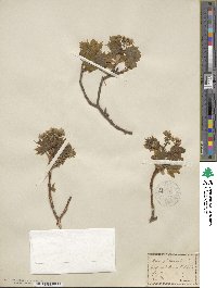 Acer platanoides image