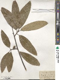 Quercus imbricaria image