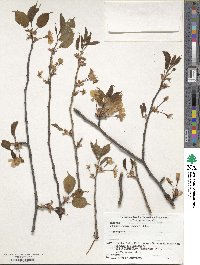 Prunus leveilleana image