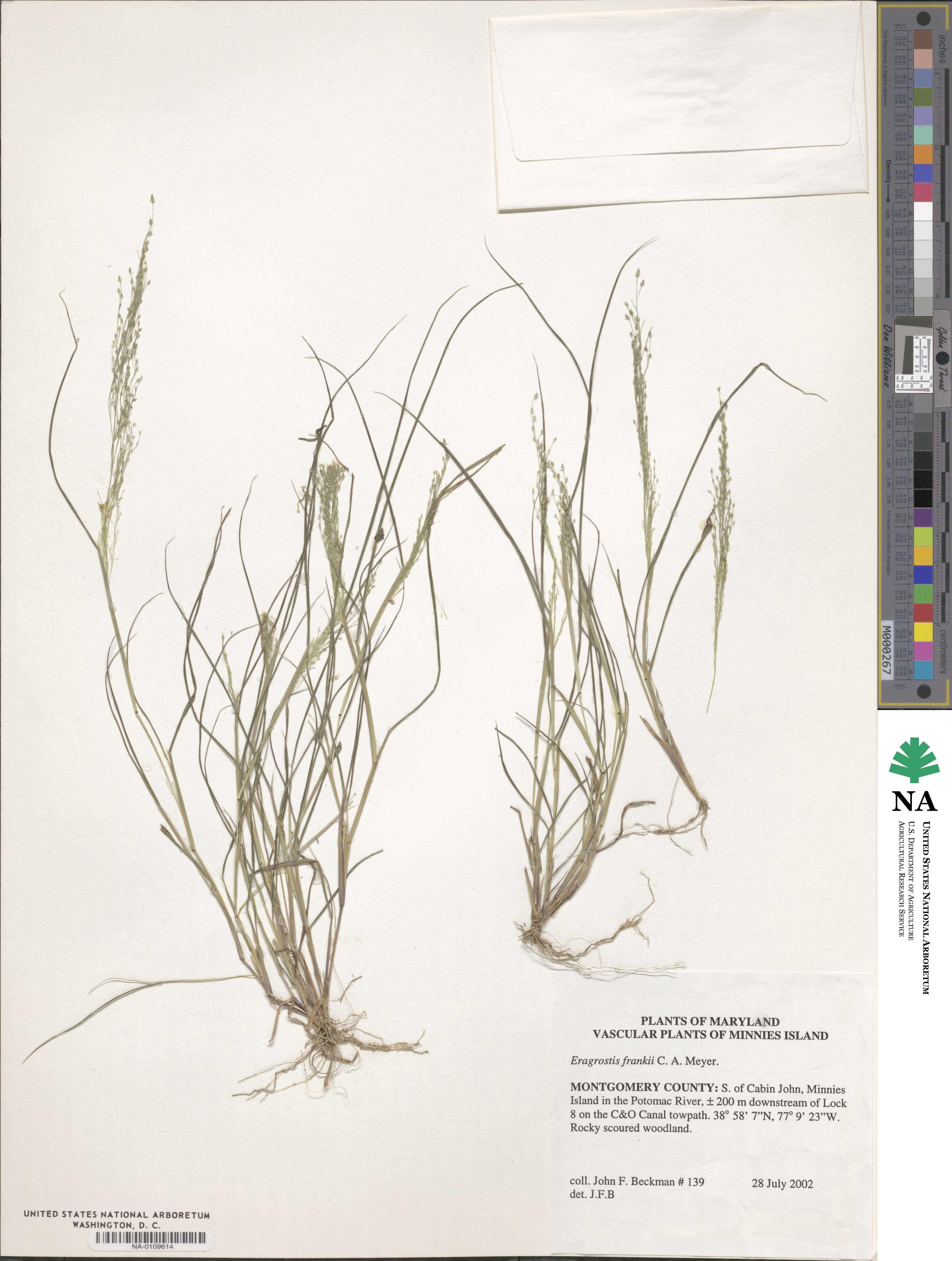 Eragrostis frankii image
