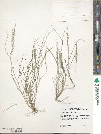 Eragrostis frankii image