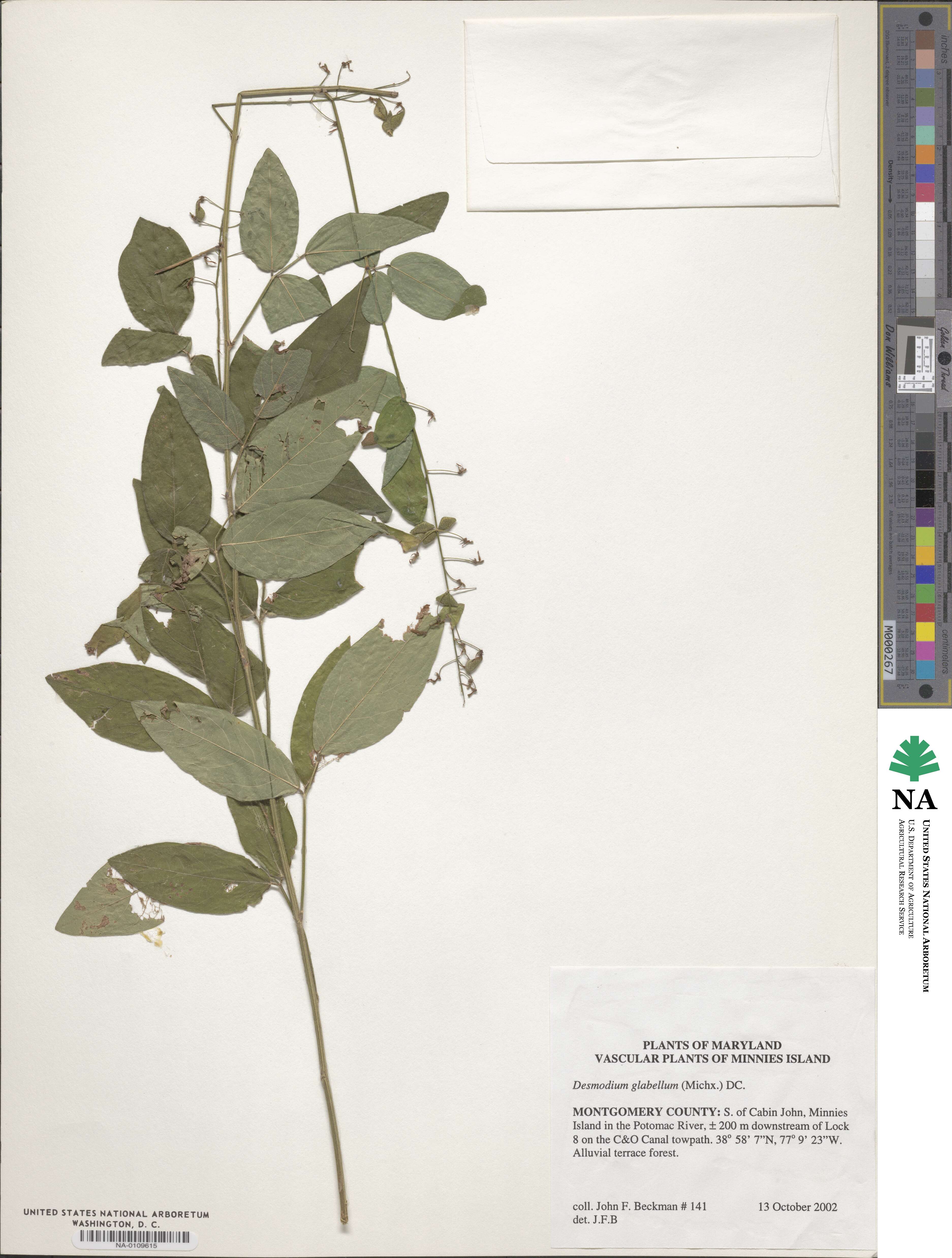 Desmodium glabellum image