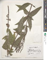 Verbena hastata image