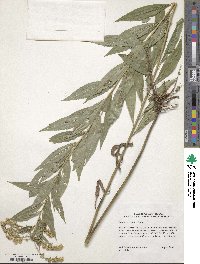 Solidago gigantea image