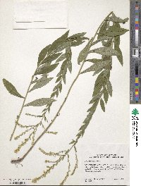 Solidago rugosa image