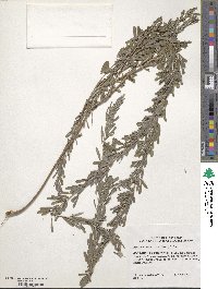 Lespedeza cuneata image