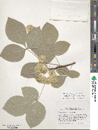 Ptelea trifoliata var. mollis image