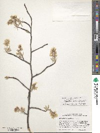 Amelanchier arborea image