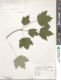 Acer rubrum image