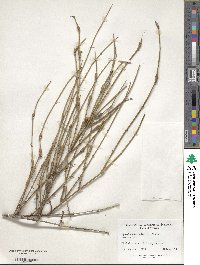 Image of Ephedra trifurca