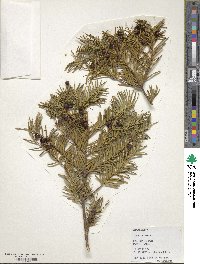 Taxus baccata image