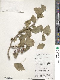 Ginkgo biloba image