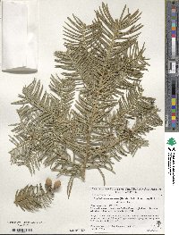 Cephalotaxus sinensis image