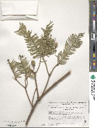 Cephalotaxus sinensis image