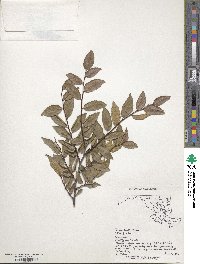 Ulmus alata image