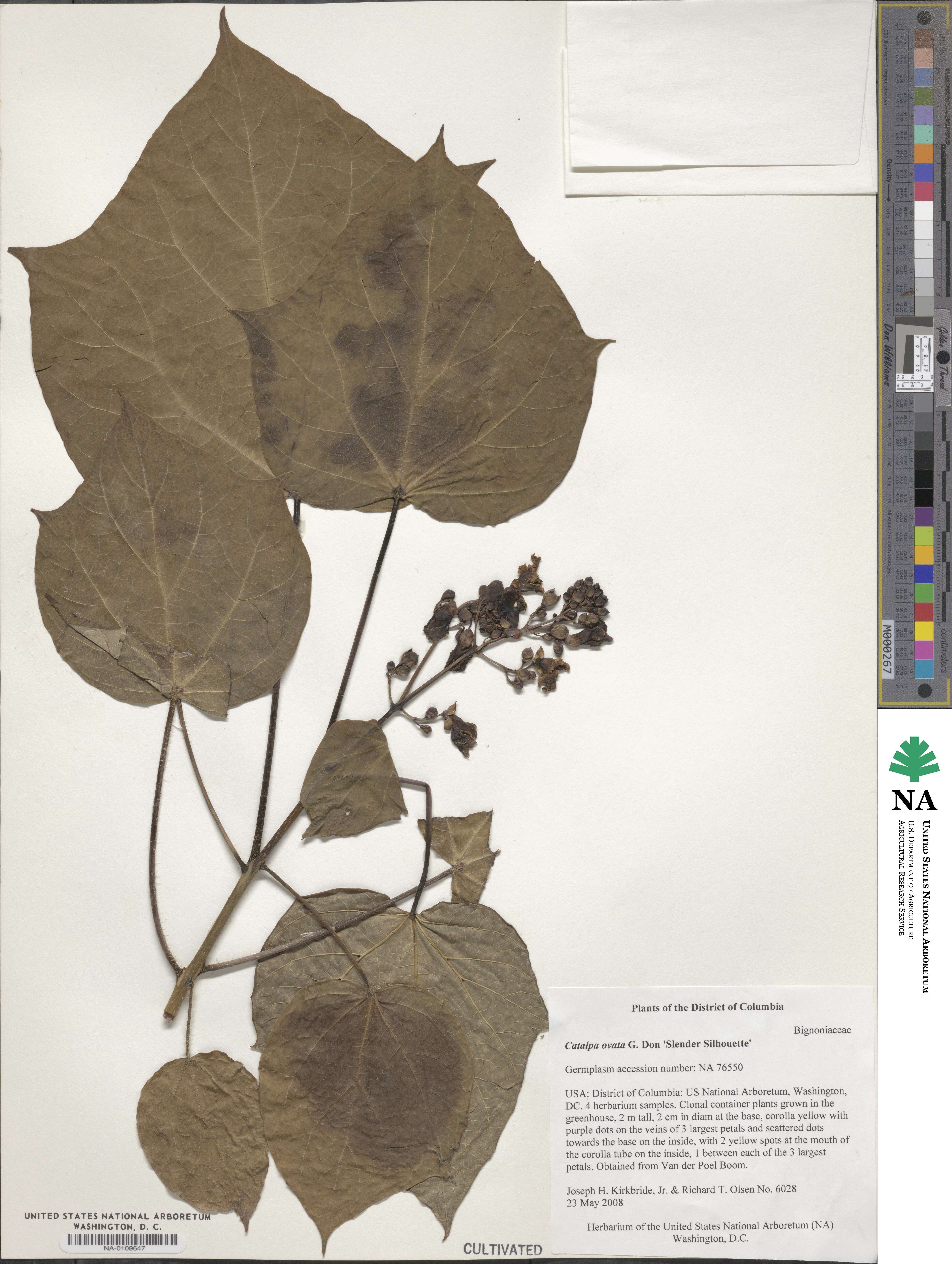 Catalpa ovata image