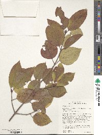 Viburnum prunifolium image