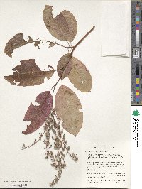 Oxydendrum arboreum image