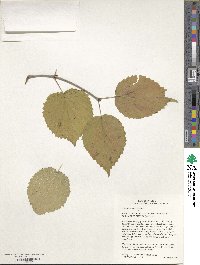 Viburnum molle image