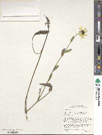 Rudbeckia hirta image