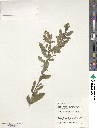 Spiraea alba image