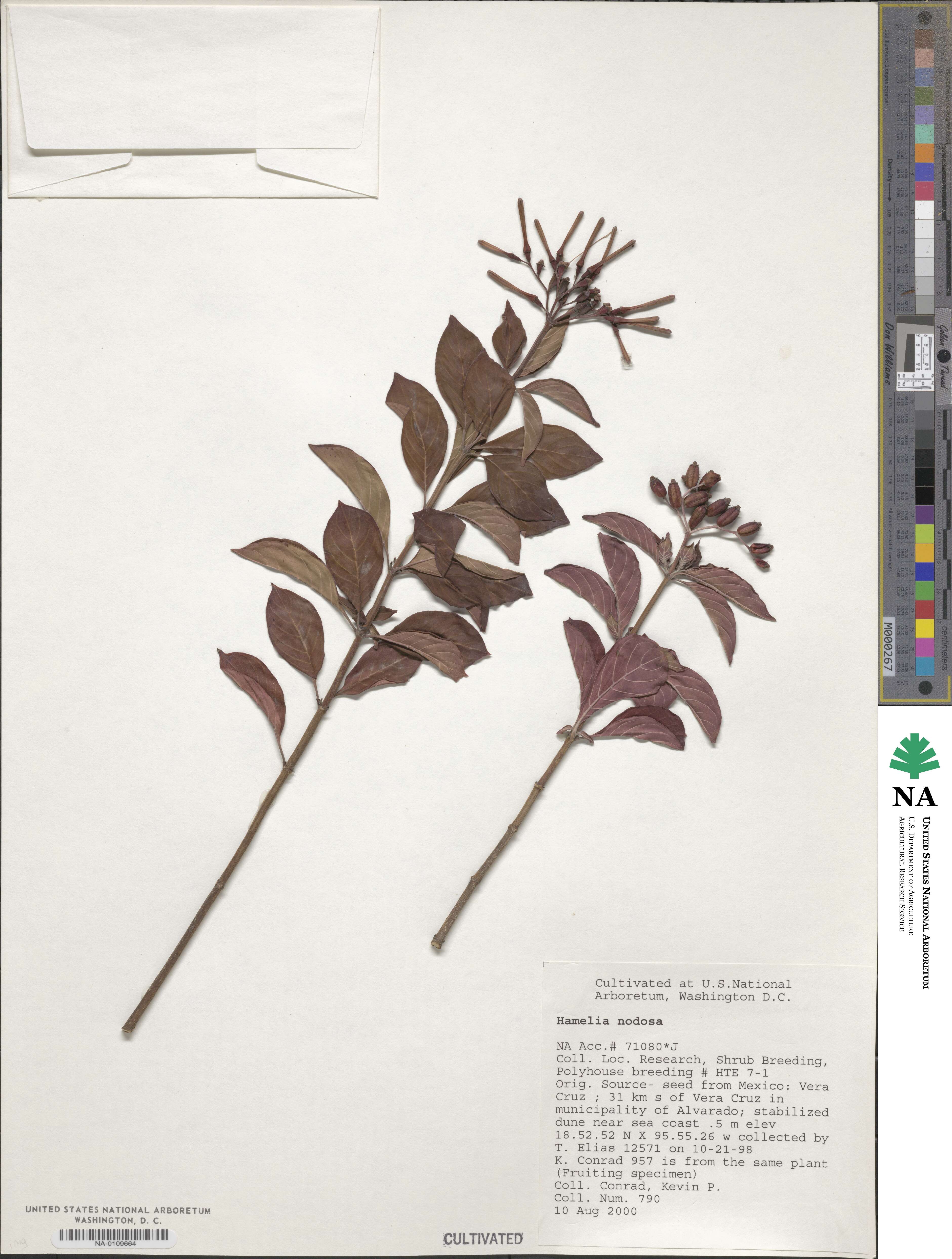 Hamelia patens image