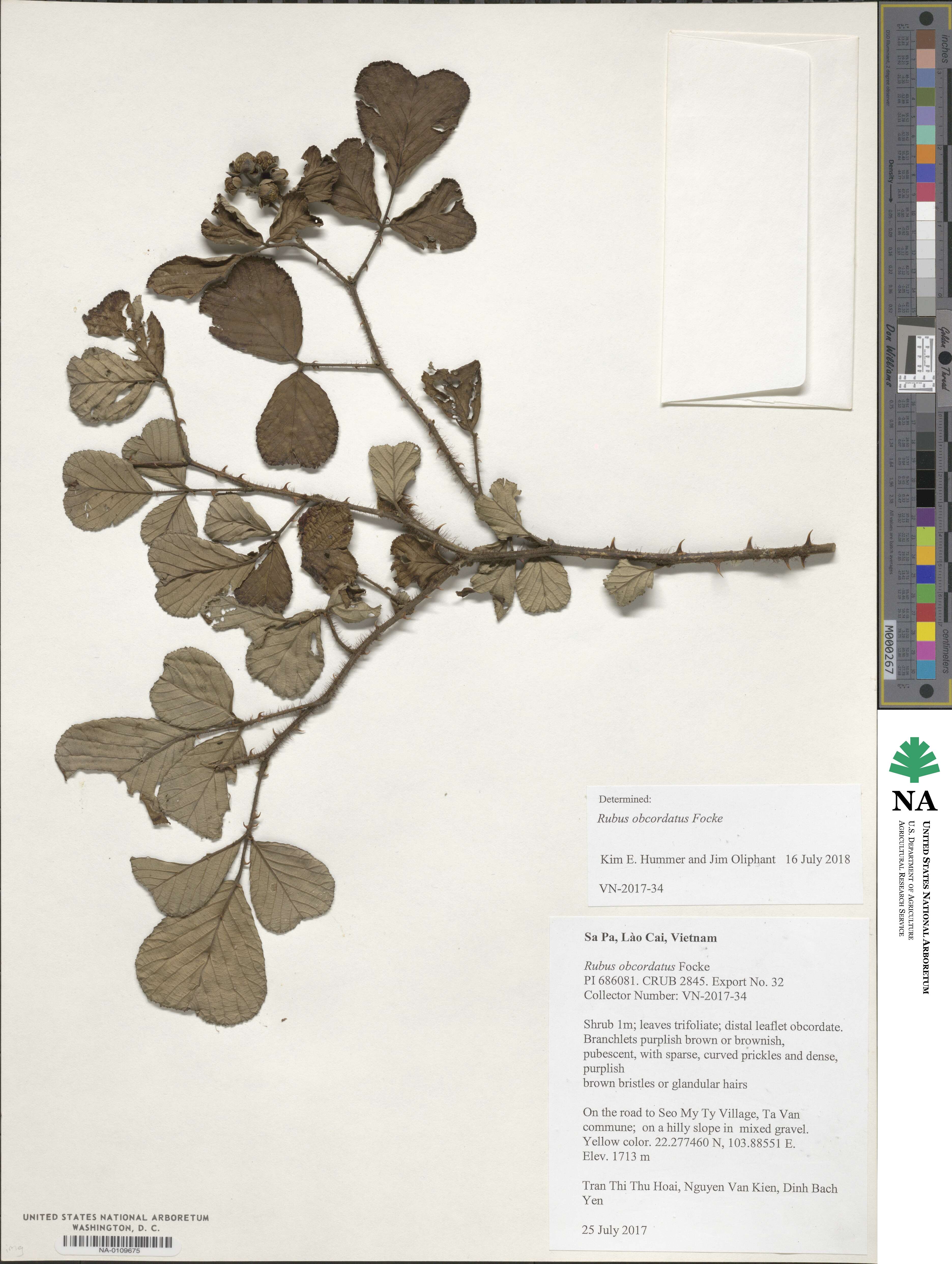 Rubus ellipticus var. obcordatus image