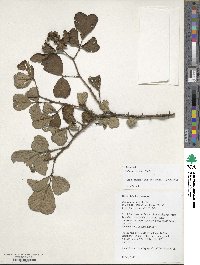 Rubus ellipticus image